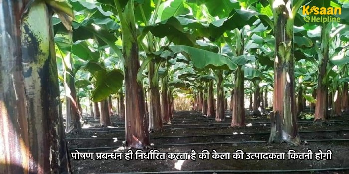 पोषण प्रबन्धन ही निर्धारित करता है की केला की उत्पादकता कितनी होगी